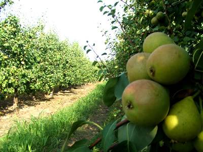 Los bioestimulantes permitirán responder a la creciente demanda de alimentos en el mundo