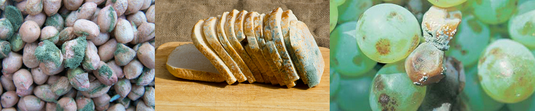 Desafíos Agricultura Siglo XXI: las micotoxinas