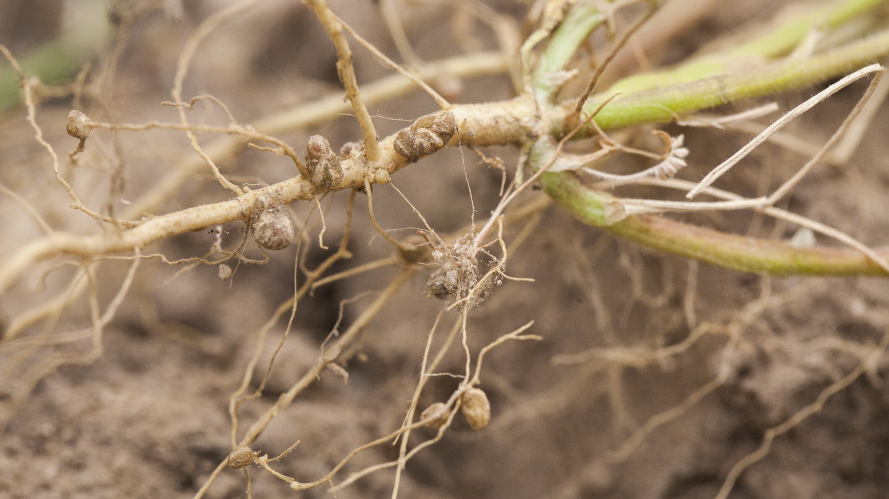 La importancia de las bacterias en la agricultura