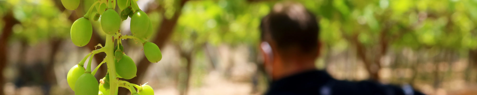 Seguimiento #fruitCARE: Ensayos y estrategias llevadas a cabo en el proyecto