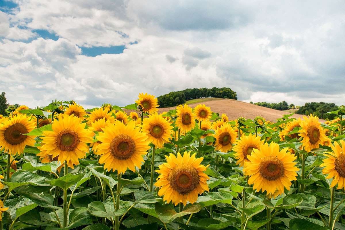Jornada técnica proyecto GO Oleoprecisión